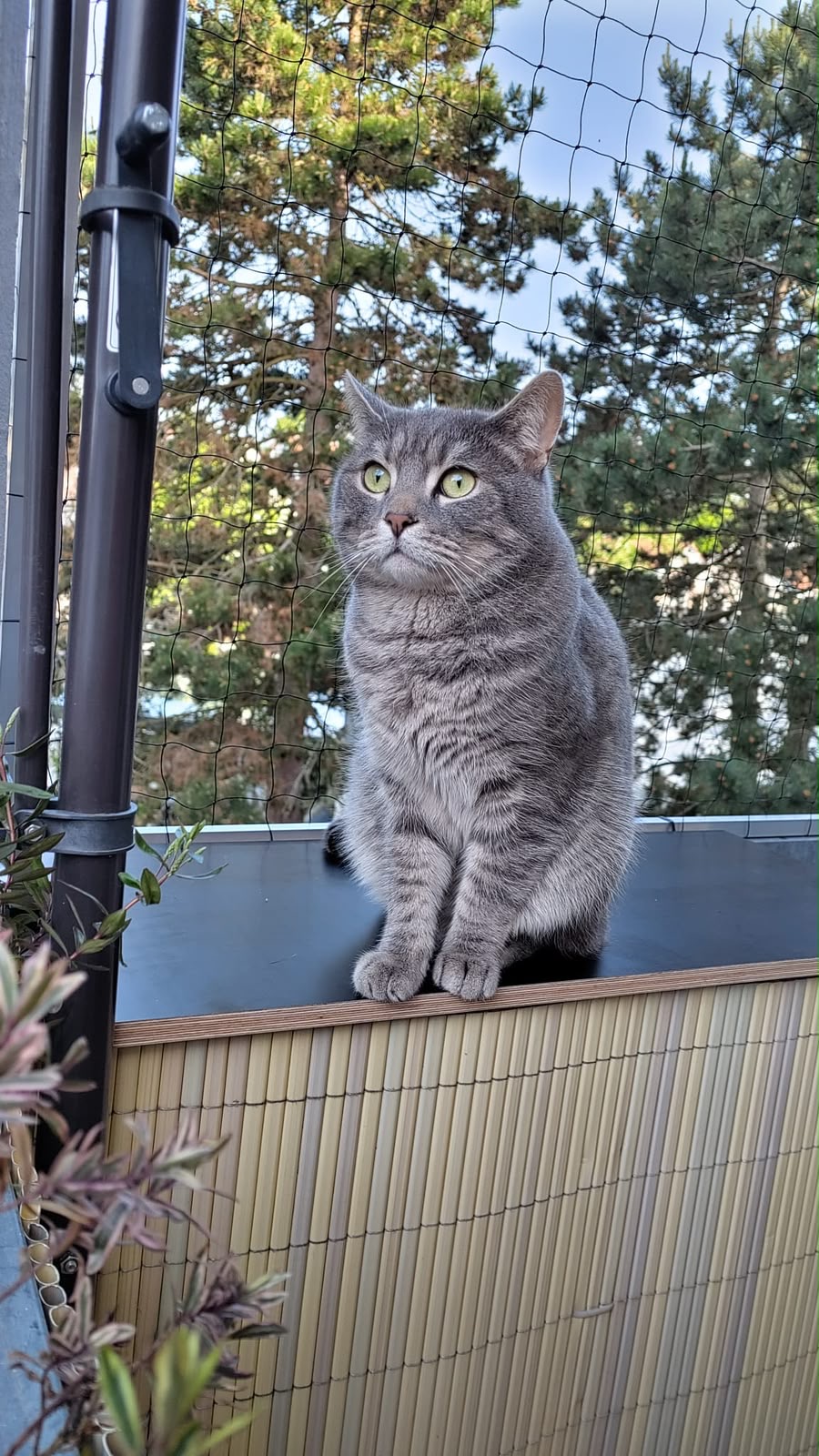 Balkon mit Katze und Katzennetz-Sicherung