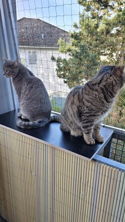 Balkon Projekt